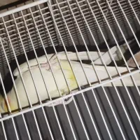 عروس هلندی نر