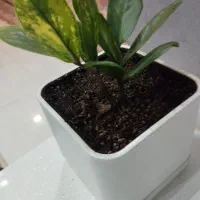 فروش زامو فیلیا ابلق|گل و گیاه طبیعی|شهرکرد, |دیوار