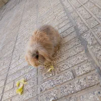 خر گوش خارجی|موش و خرگوش|خمینیشهر, |دیوار