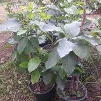 نهال دوساله آووکادو