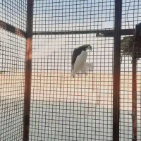 یک جفت جوجه چپی و یال|پرنده|حمیدیه, |دیوار