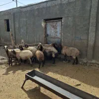 میش|حیوانات مزرعه|نورآباد, |دیوار