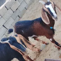 یه بز آلپاین یه بز پاکستانی آبستن به فروش می‌رسد