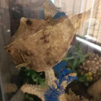 آکواریوم ماهی|ماهی|شیراز, شهرک برف فروشان|دیوار