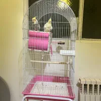 عروس هلندی بدون قفس