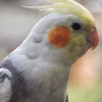 طوطی عروس هلندی