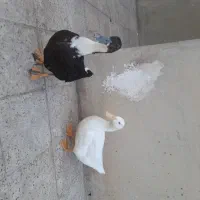 ۲ عدد اردک  دانه ای ۵۰۰