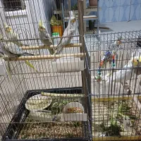 عروس هلندی|پرنده|تاکستان, |دیوار