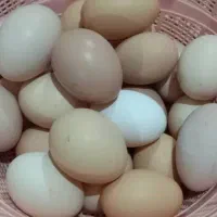 تخم مرغ|حیوانات مزرعه|رشت, استقامت ۲|دیوار