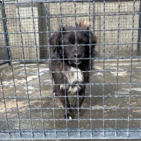 واگذاری سگ رایگان|سگ|ساری, |دیوار