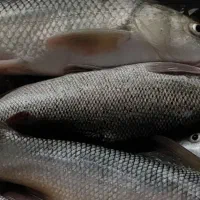 ماهی سپیدشت تازه درهم درشت ومتوسط ۱۹۰