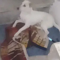 یک عددسگ|سگ|گرگان, |دیوار