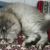 گربه خونگی نژاد دار|گربه|قم, ولیعصر|دیوار