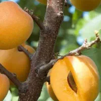 تولید و فروش نهال زردآلو انبه ای|خدمات باغبانی و درختکاری|چهارباغ, |دیوار