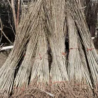 ارقام مختلف نهالهای ۲ ساله تضمینی