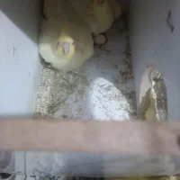عروس هلندی تخم گذار