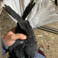 دم سفید هفترنگ خطی قفس جفتگاه چپ خوشرنگ