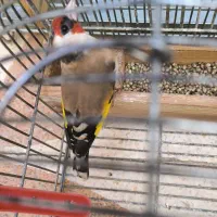 ماده سهره دورگ سرسیاه