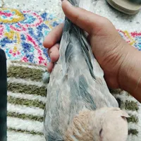 آرشنگل خوشگل|پرنده|تربت‌حیدریه, رضاشهر|دیوار