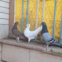 کبوترالمانی