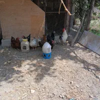 مرغ تخم گذار