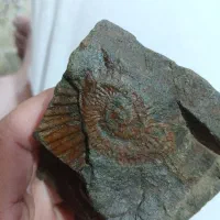 فسیل حلزون بسیار قدیمی