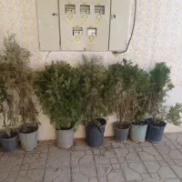 فروش تعدادس کاج