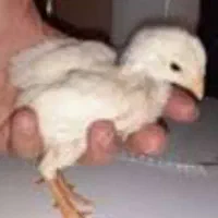 تعدادی جوجه لاری افغان ۳ روزه وارداتی از افغانستان