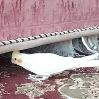 گمشده|حیوانات|نی‌ریز, |دیوار