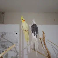 جفت عروس لوتینو و البینو