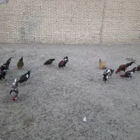 فروش چند عدد خروس
