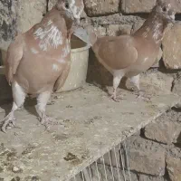 دوتا کفتر زردی کله ماستی و یک هما دم سفید|پرنده|باقرشهر, |دیوار