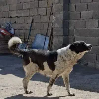 توله قدرجونی