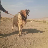 قوچ عربی داشتی|حیوانات مزرعه|سرپل ذهاب, |دیوار