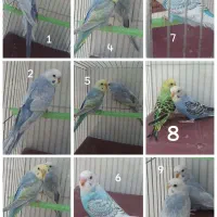 پرنده ، رینبو ، اسپانگل ، رنگ خاص