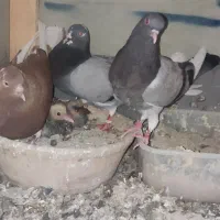 جوجه کفتر .کبوتر جوجه  انگلیسی