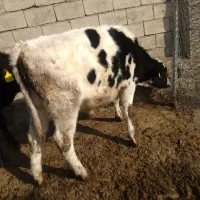 گوساله نر|حیوانات مزرعه|چناران, |دیوار