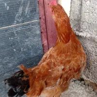 خروس قربانی