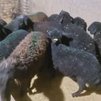 جهت نگهداشت