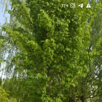 قطعه زمین کشاورزی