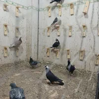 کفتر|پرنده|خاش, |دیوار