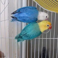 طوطی برزیلی اوپلاین عروس هلندی گرینچیک راهب  کاسکو