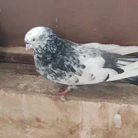 نروماده ترمه ی اصفهانی|پرنده|برخوار, |دیوار