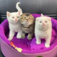 میوهاپ / زیباترین گربه‌ها برای شما