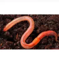 طعمه زنده ماهیگیری