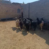 فروش بزدرجه یک 10|حیوانات مزرعه|ششده و قره بلاغ, |دیوار