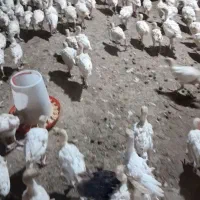 فروش جوجه بوقلمون بیوتی|حیوانات مزرعه|رشت, استادسرا|دیوار