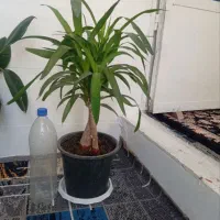 یوکا|گل و گیاه طبیعی|کرمانشاه, |دیوار