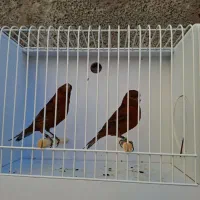 قناری نر ، ماده کبالت اورجینال