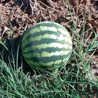 فروش زمین کشاورزی با اب|اجارهٔ دفتر صنعتی، کشاورزی، تجاری|میانه, |دیوار